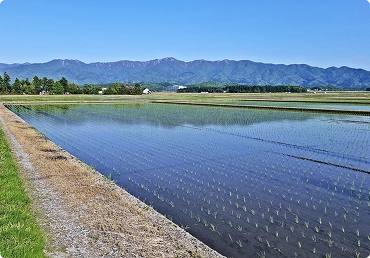 お米の生産